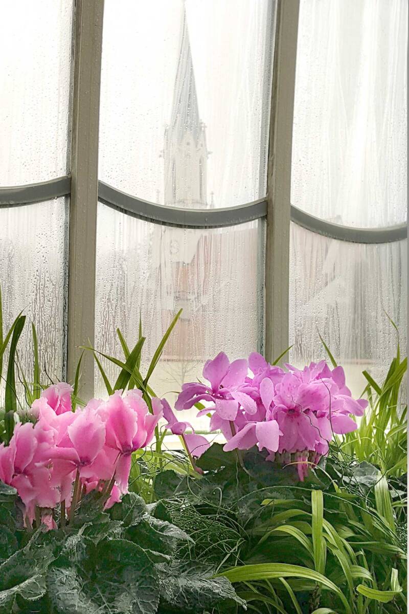 Cyclamen / Palmenhaus