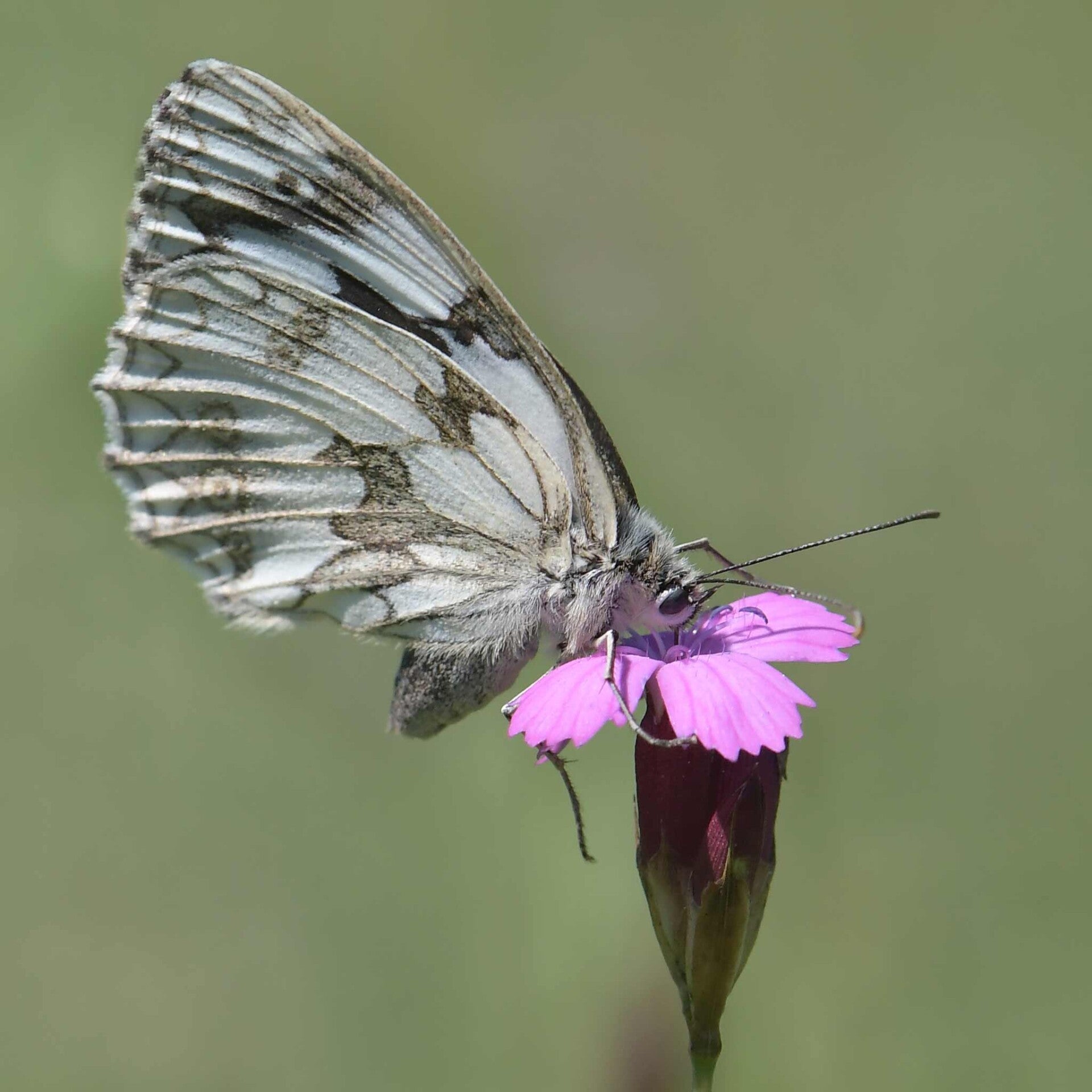 wir flattern auf heimische nachtfalter tagfalter raupen nahrungspflanzen österreich petra urbanek inge biller sabine gasparitz wirflatternauf bugs-team