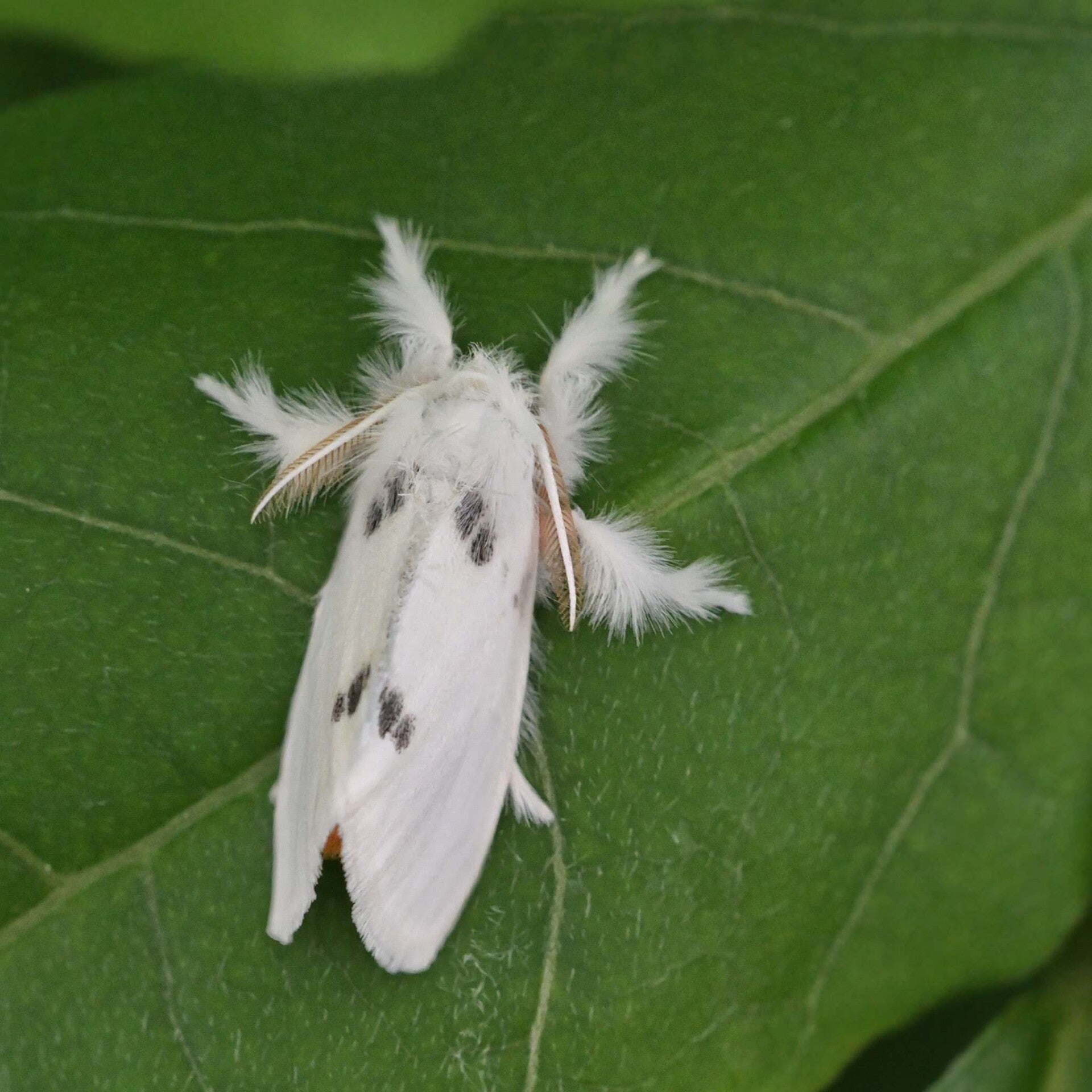 wir flattern auf heimische nachtfalter tagfalter raupen nahrungspflanzen österreich petra urbanek inge biller sabine gasparitz wirflatternauf bugs-team