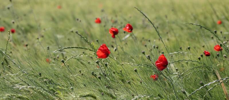 Mohnblumen / Lobau
