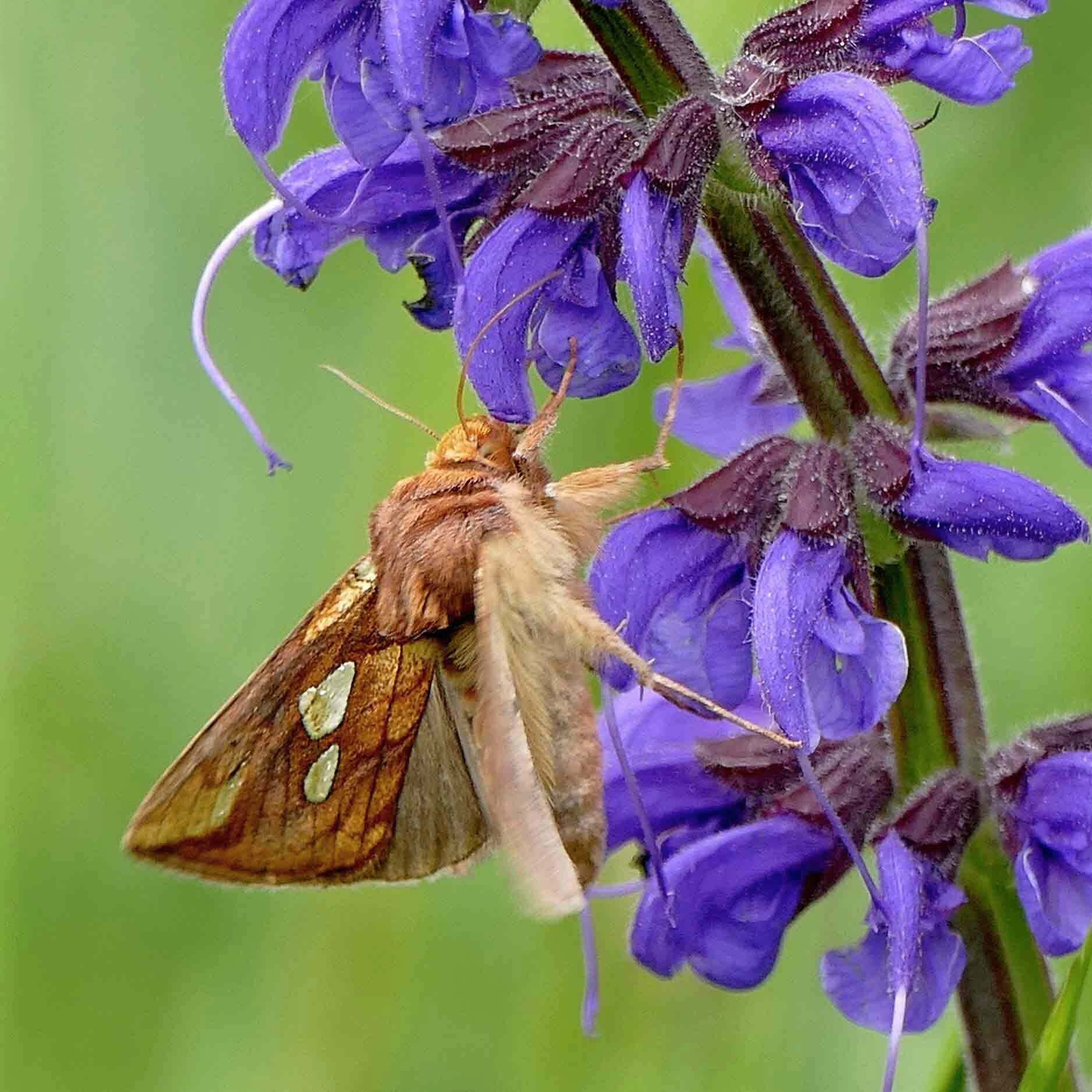 wir flattern auf heimische nachtfalter tagfalter raupen nahrungspflanzen österreich petra urbanek inge biller sabine gasparitz wirflatternauf bugs-team