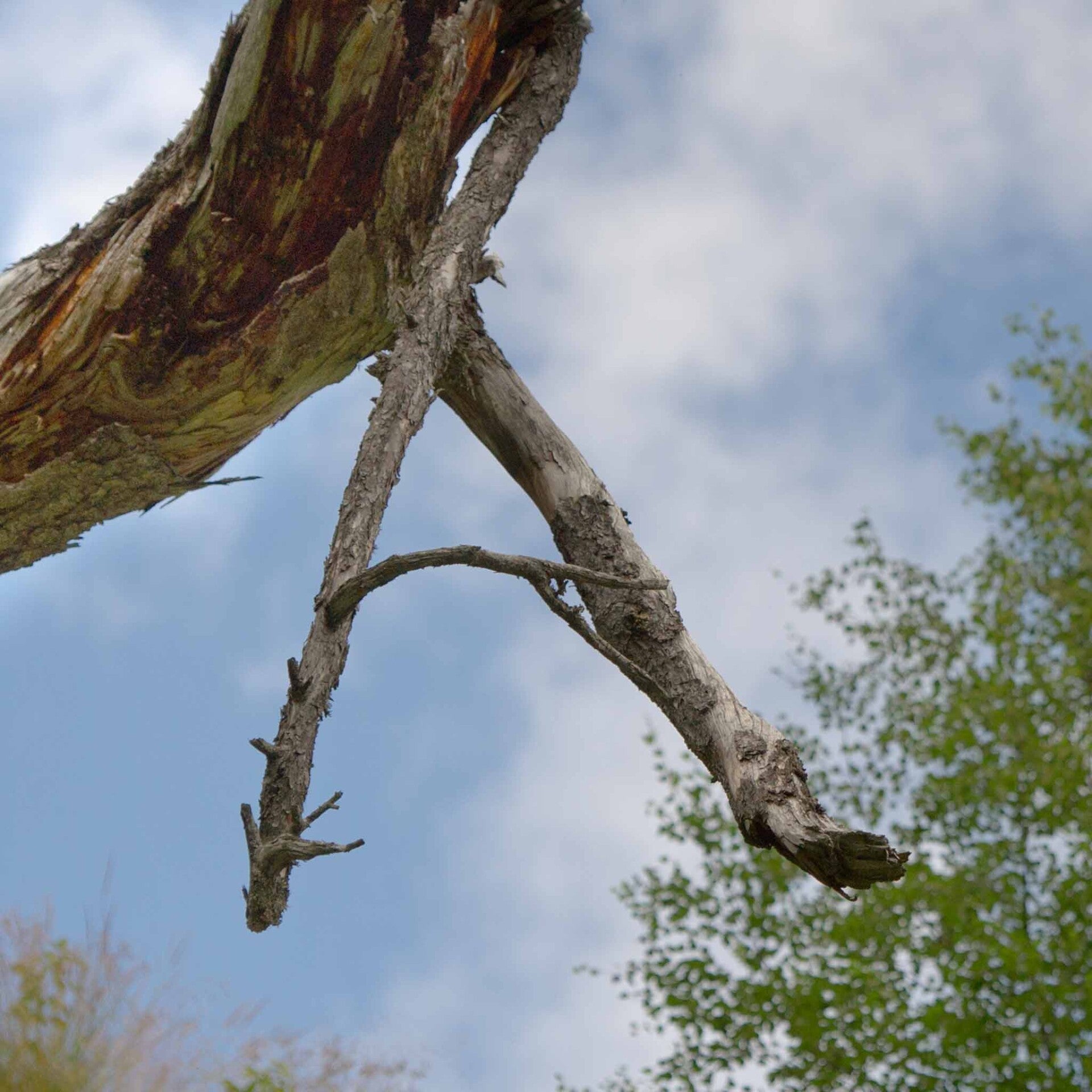 wir flattern auf heimische nachtfalter tagfalter raupen nahrungspflanzen österreich petra urbanek inge biller sabine gasparitz wirflatternauf bugs-team
