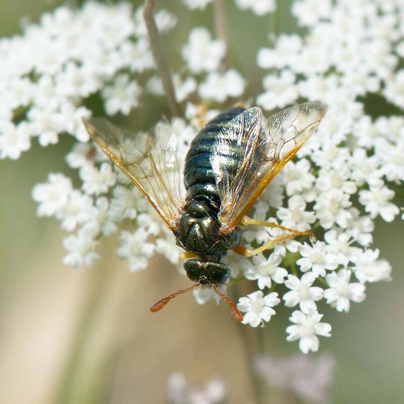abia-brevicornis_h5_12-standard.jpg
