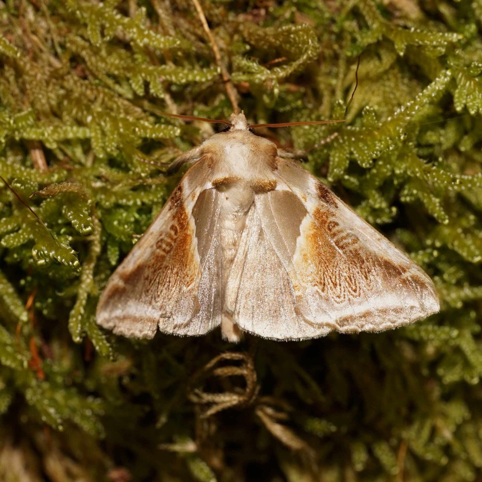 wir flattern auf heimische nachtfalter tagfalter raupen nahrungspflanzen österreich petra urbanek inge biller sabine gasparitz wirflatternauf bugs-team