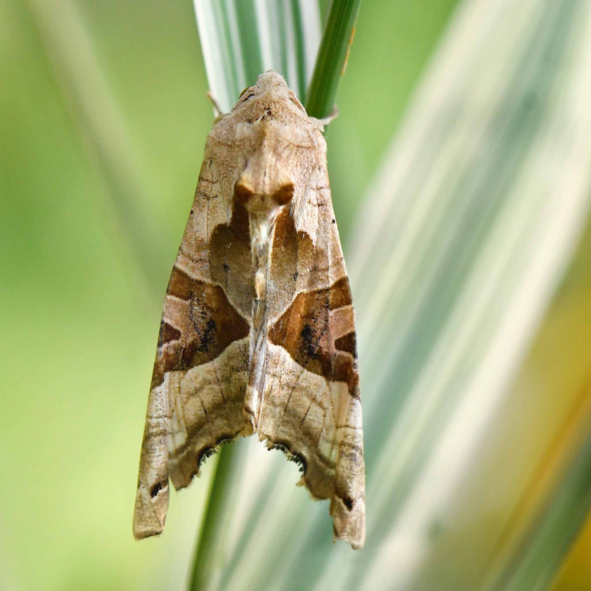 Achateule Phlogophora meticulosa  wir flattern auf heimische nachtfalter tagfalter raupen nahrungspflanzen österreich petra urbanek inge biller sabine gasparitz wirflatternauf bugs-team