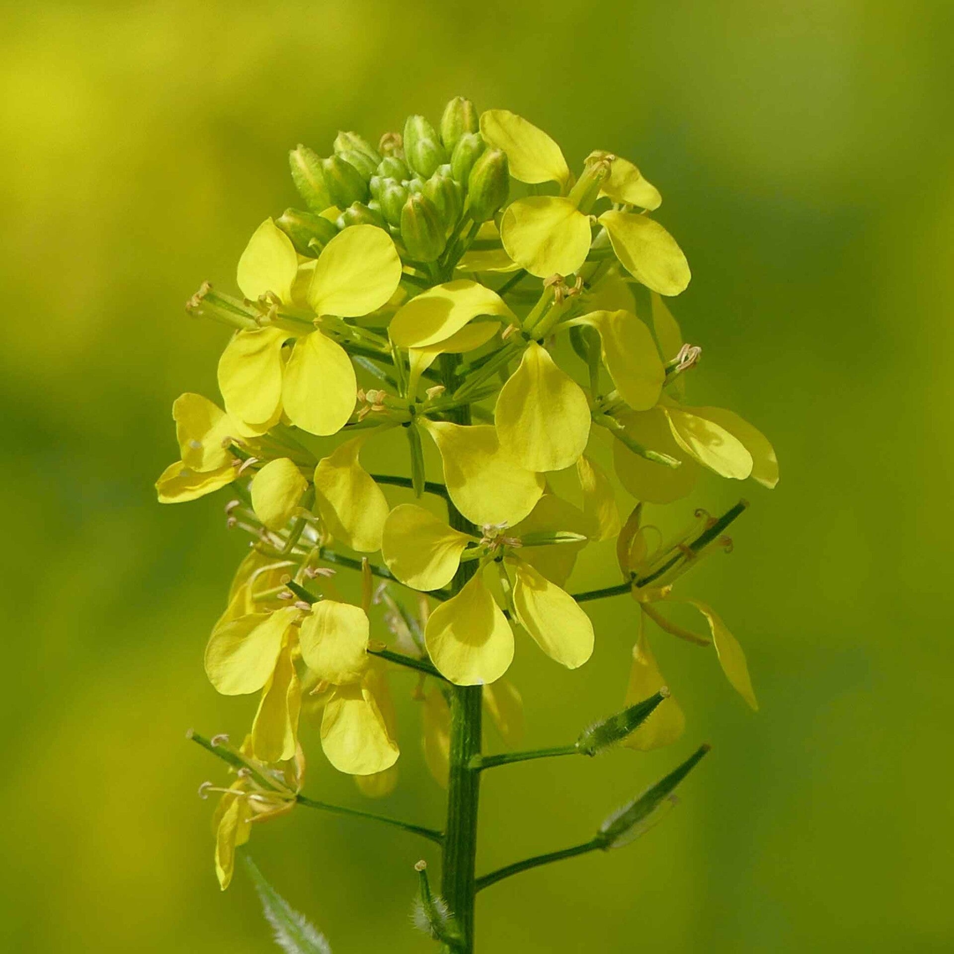 wir flattern auf heimische nachtfalter tagfalter raupen nahrungspflanzen österreich petra urbanek inge biller sabine gasparitz wirflatternauf bugs-team