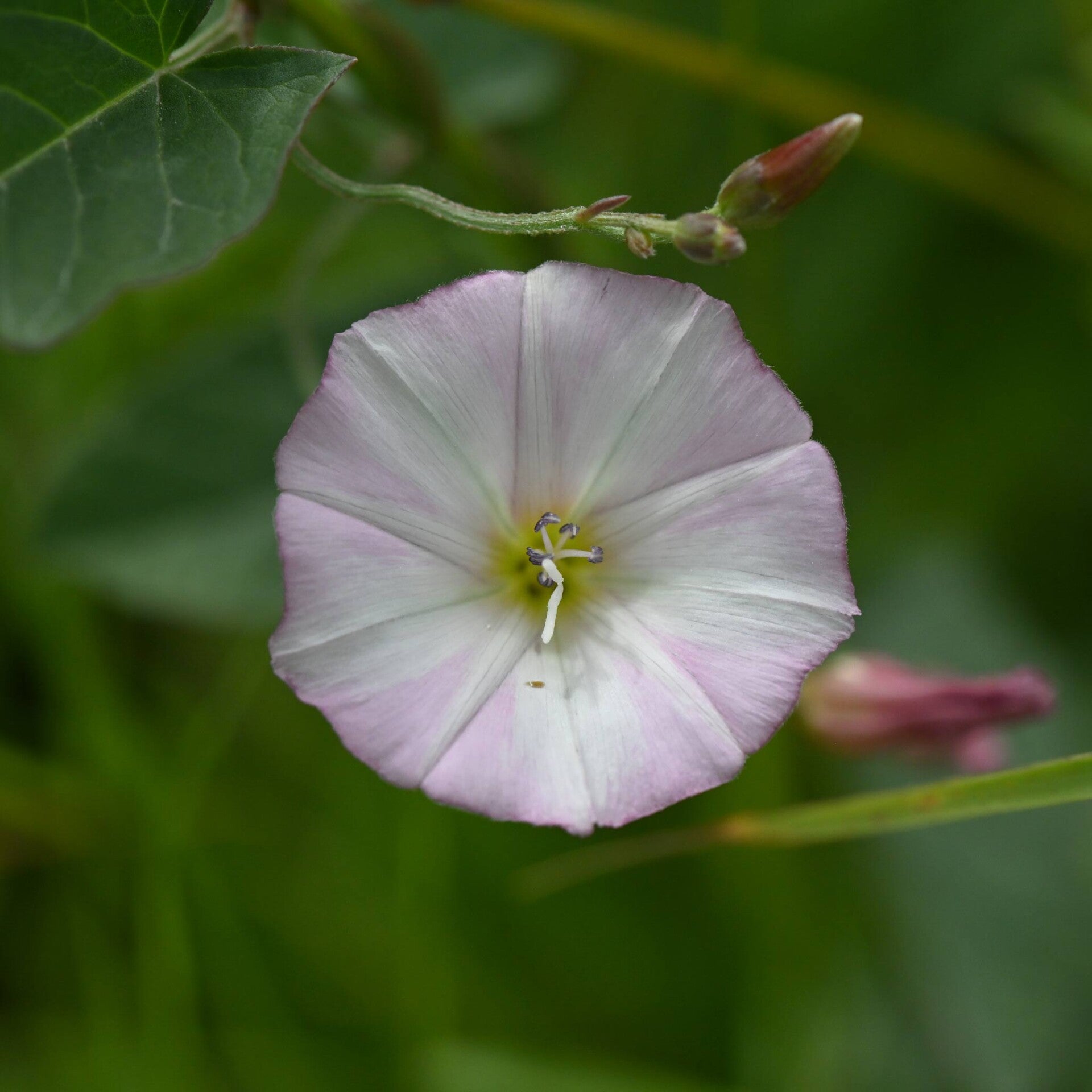 wir flattern auf heimische nachtfalter tagfalter raupen nahrungspflanzen österreich petra urbanek inge biller sabine gasparitz wirflatternauf bugs-team