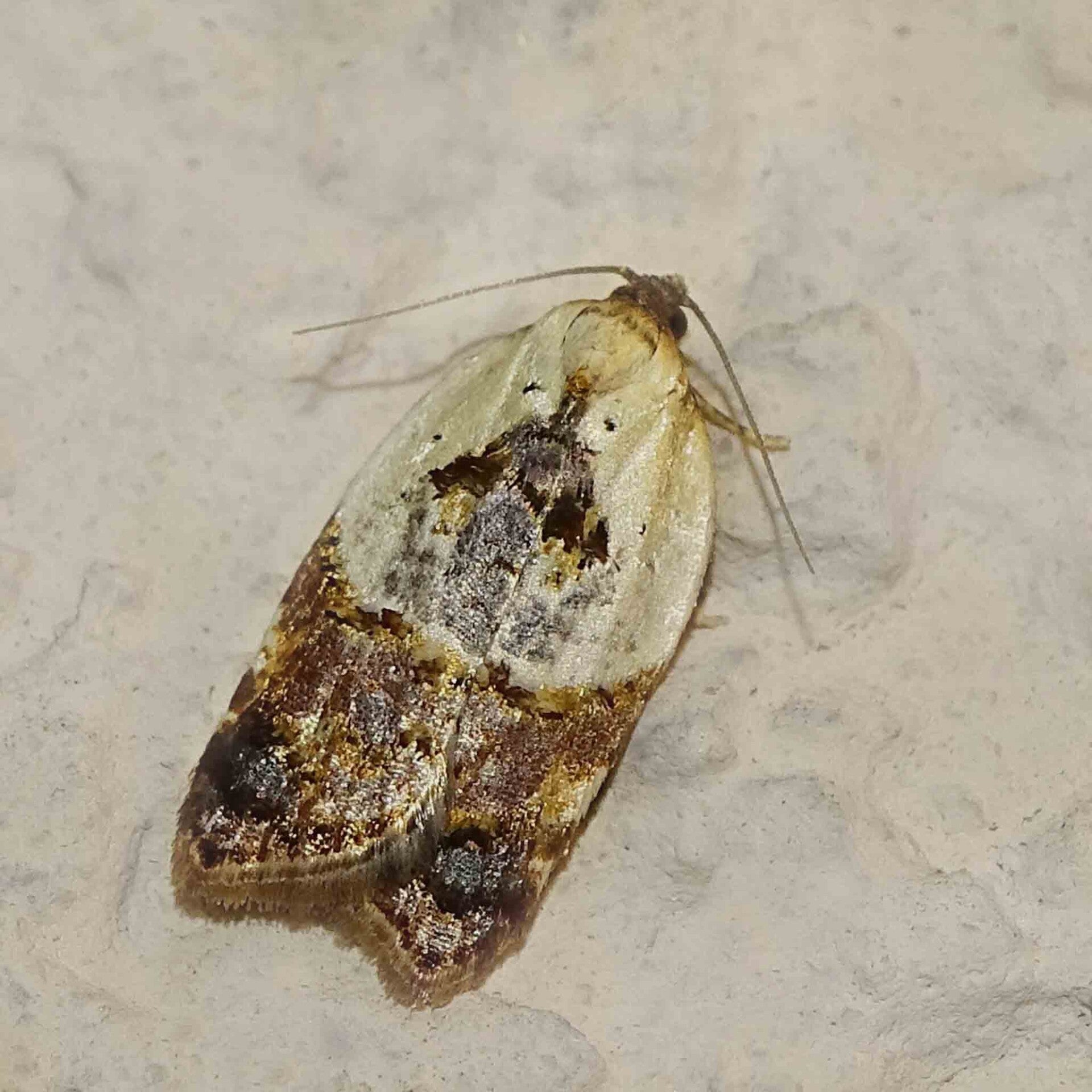 wir flattern auf heimische nachtfalter tagfalter raupen nahrungspflanzen österreich petra urbanek inge biller sabine gasparitz wirflatternauf bugs-team