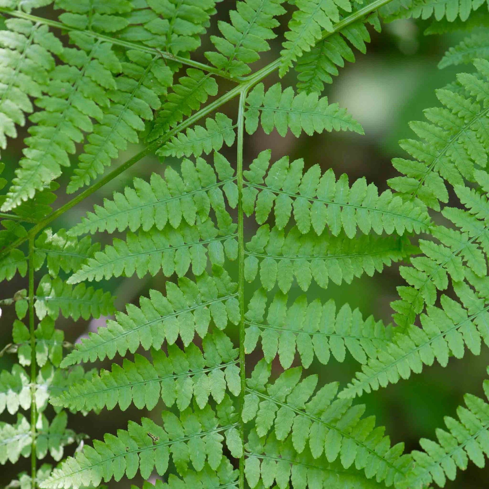wir flattern auf heimische nachtfalter tagfalter raupen nahrungspflanzen österreich petra urbanek inge biller sabine gasparitz wirflatternauf bugs-team