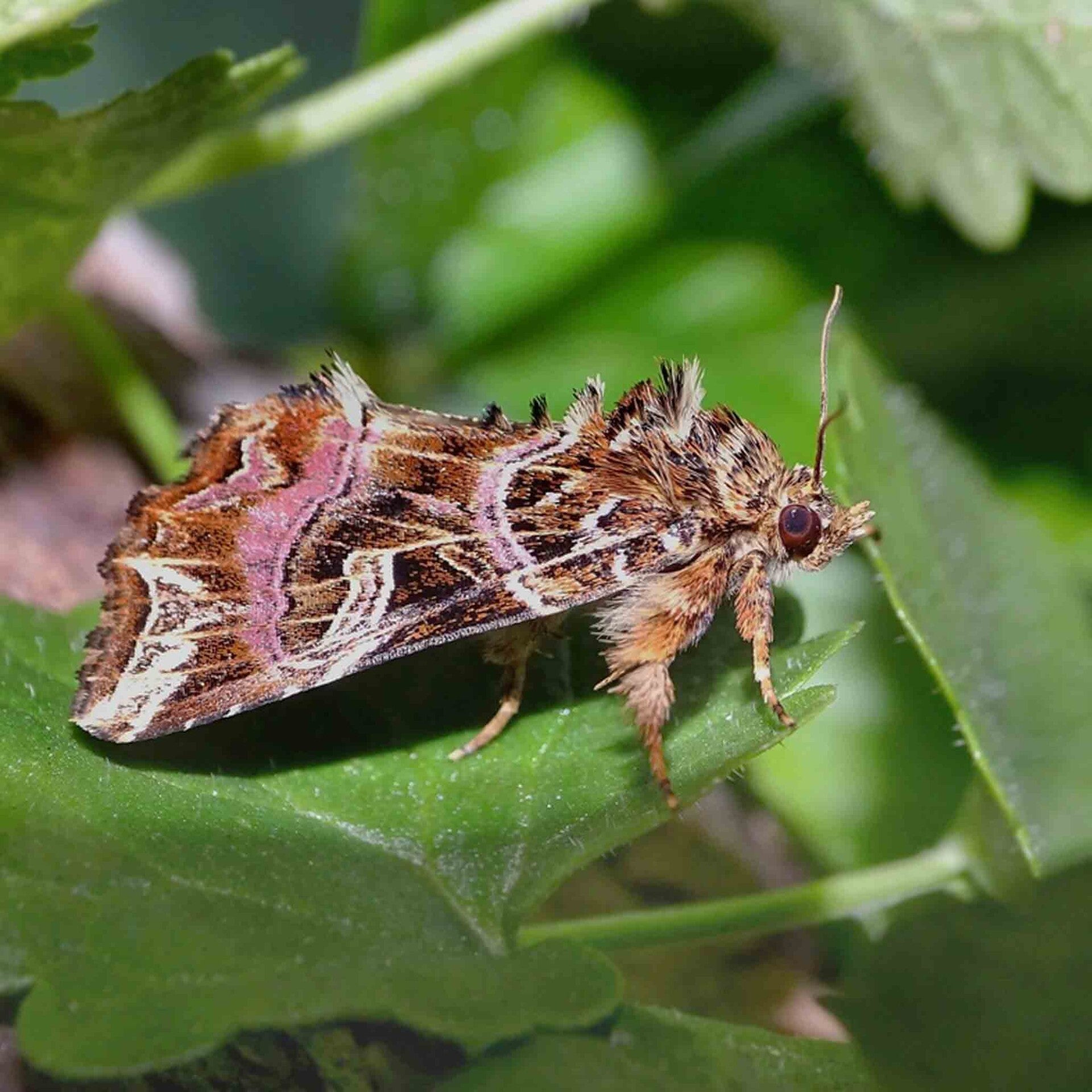 wir flattern auf heimische nachtfalter tagfalter raupen nahrungspflanzen österreich petra urbanek inge biller sabine gasparitz wirflatternauf bugs-team