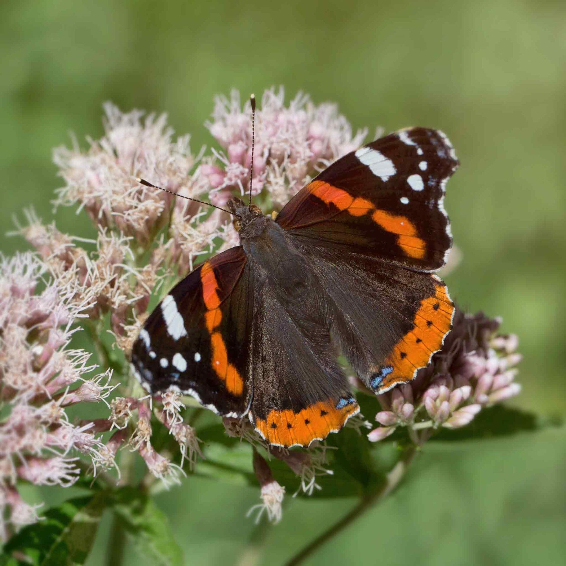 wir flattern auf heimische nachtfalter tagfalter raupen nahrungspflanzen österreich petra urbanek inge biller sabine gasparitz wirflatternauf bugs-team