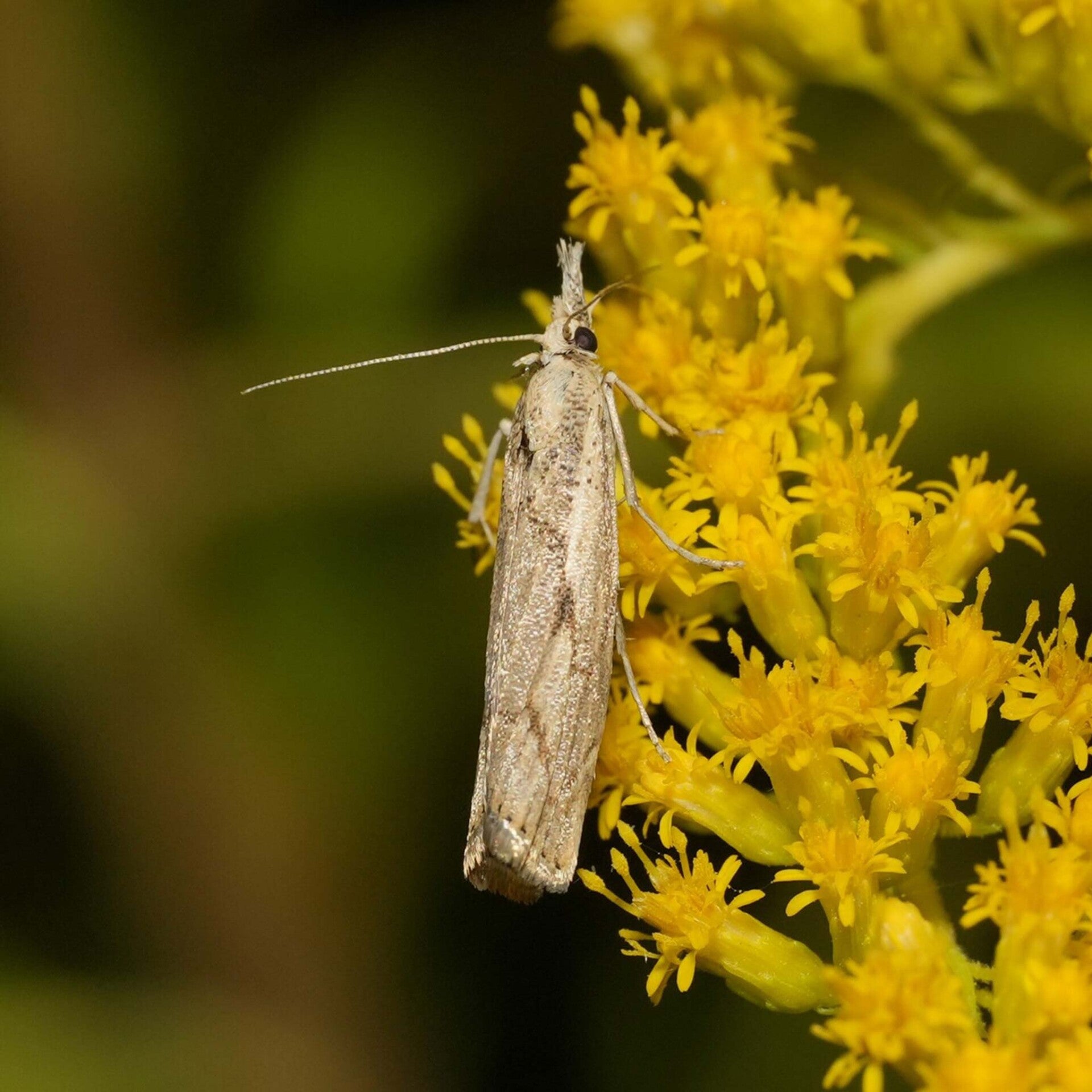 wir flattern auf heimische nachtfalter tagfalter raupen nahrungspflanzen österreich petra urbanek inge biller sabine gasparitz wirflatternauf bugs-team