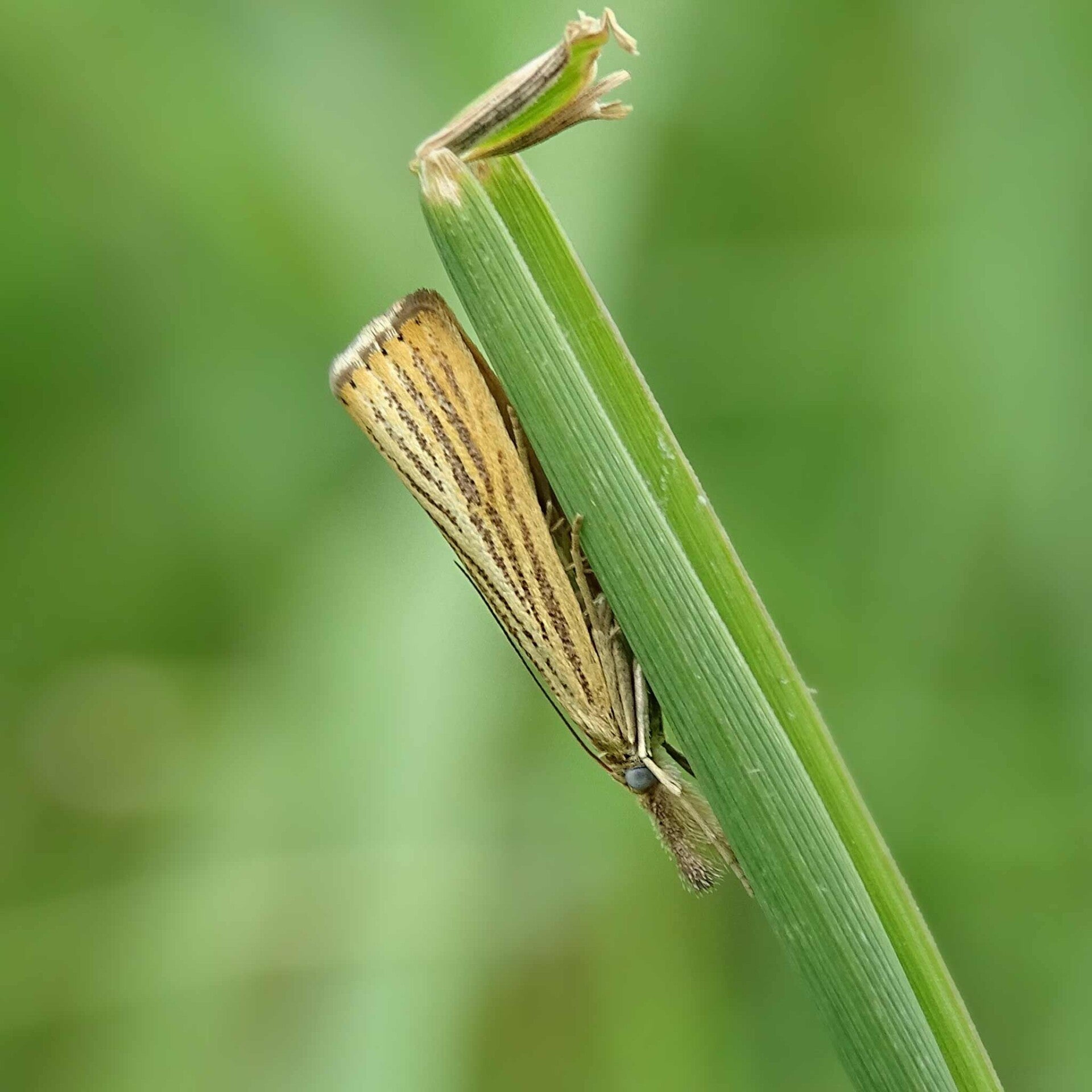wir flattern auf heimische nachtfalter tagfalter raupen nahrungspflanzen österreich petra urbanek inge biller sabine gasparitz wirflatternauf bugs-team