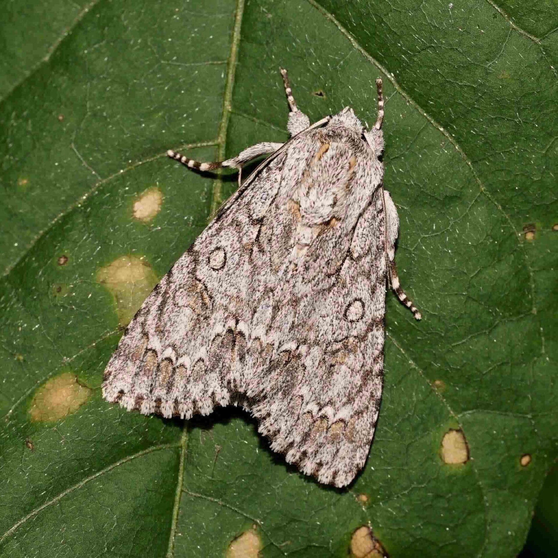 wir flattern auf heimische nachtfalter tagfalter raupen nahrungspflanzen österreich petra urbanek inge biller sabine gasparitz wirflatternauf bugs-team