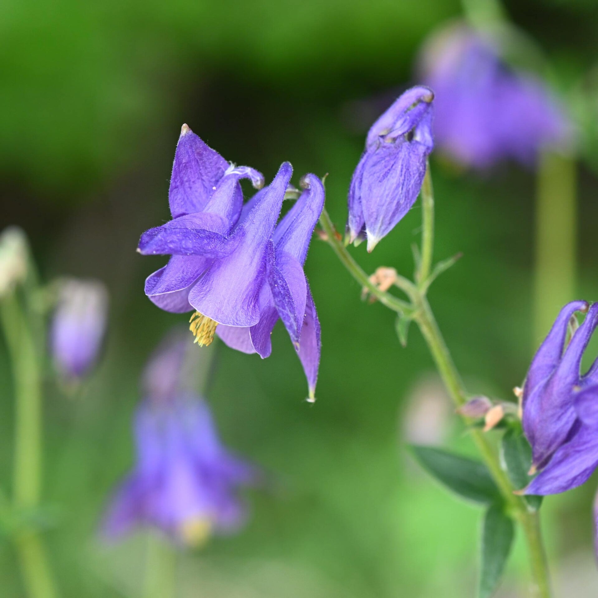 wir flattern auf heimische nachtfalter tagfalter raupen nahrungspflanzen österreich petra urbanek inge biller sabine gasparitz wirflatternauf bugs-team