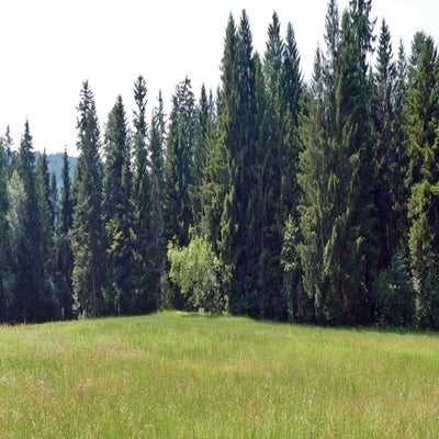 alberschwende-hochmoor2_inge-standard-ayglwj.jpg