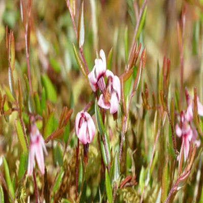 alberschwende40_inge-standard.jpg