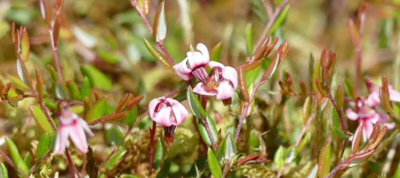 Gewöhnliche Moosbeere