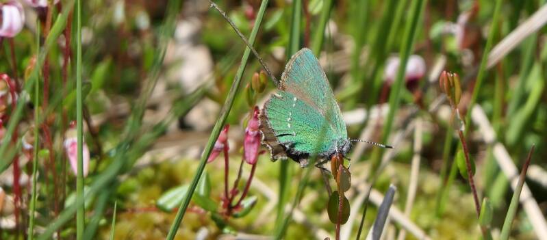 Grüner Zipfelfalter