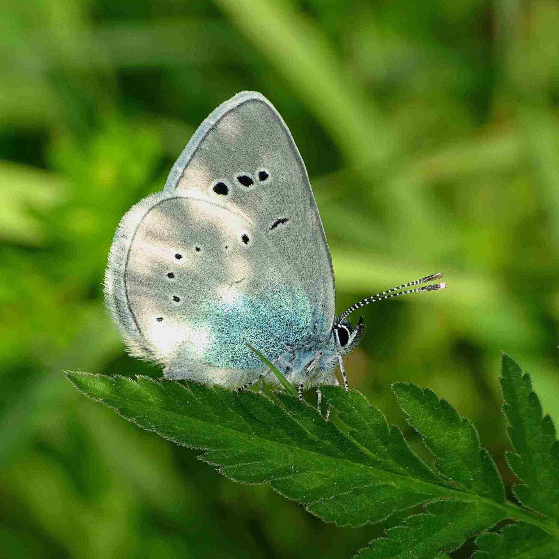 Alexis-Bläuling Glaucopsyche alexis wir flattern auf heimische nachtfalter tagfalter raupen nahrungspflanzen österreich petra urbanek inge biller sabine gasparitz wirflatternauf bugs-team