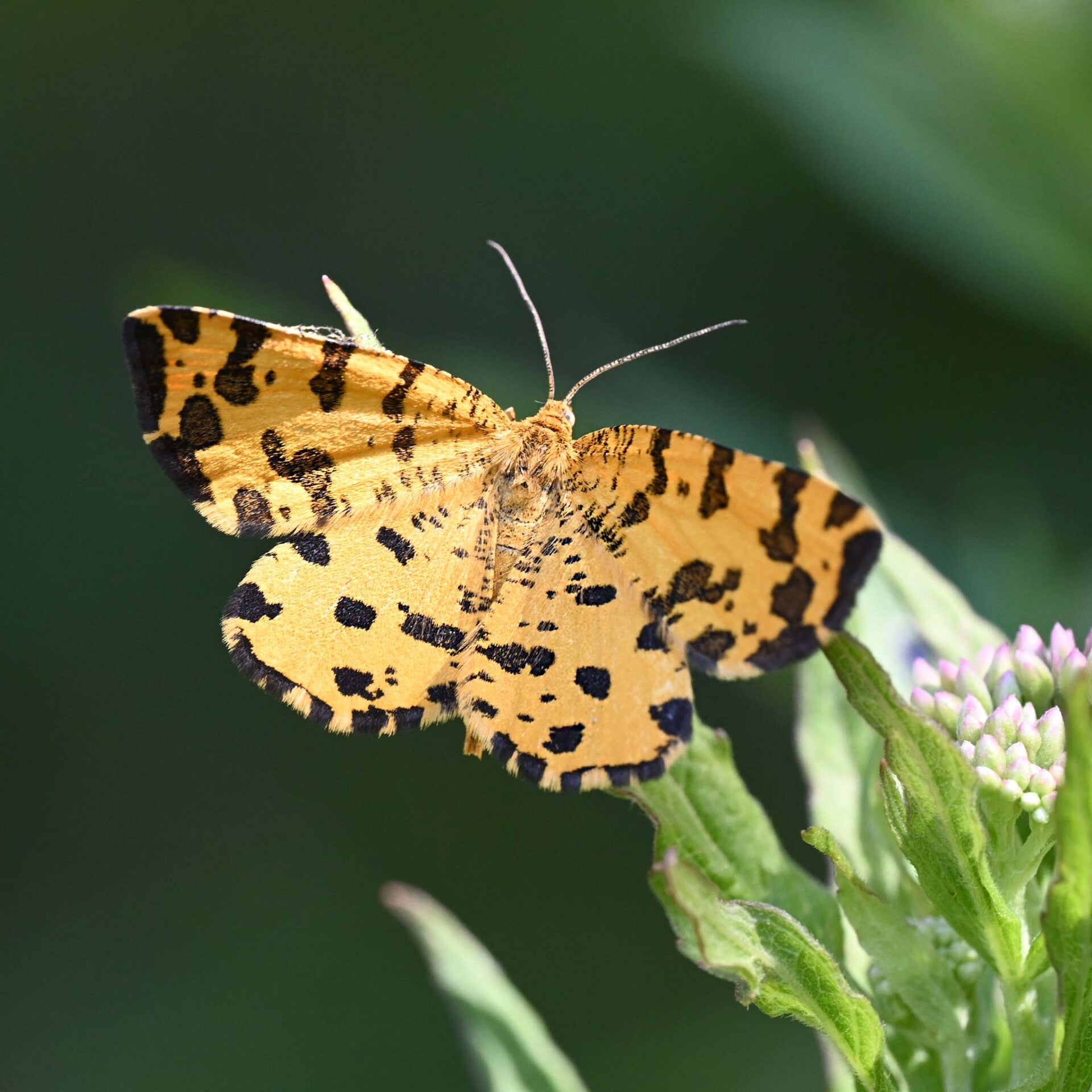wir flattern auf heimische nachtfalter tagfalter raupen nahrungspflanzen österreich petra urbanek inge biller sabine gasparitz wirflatternauf bugs-team