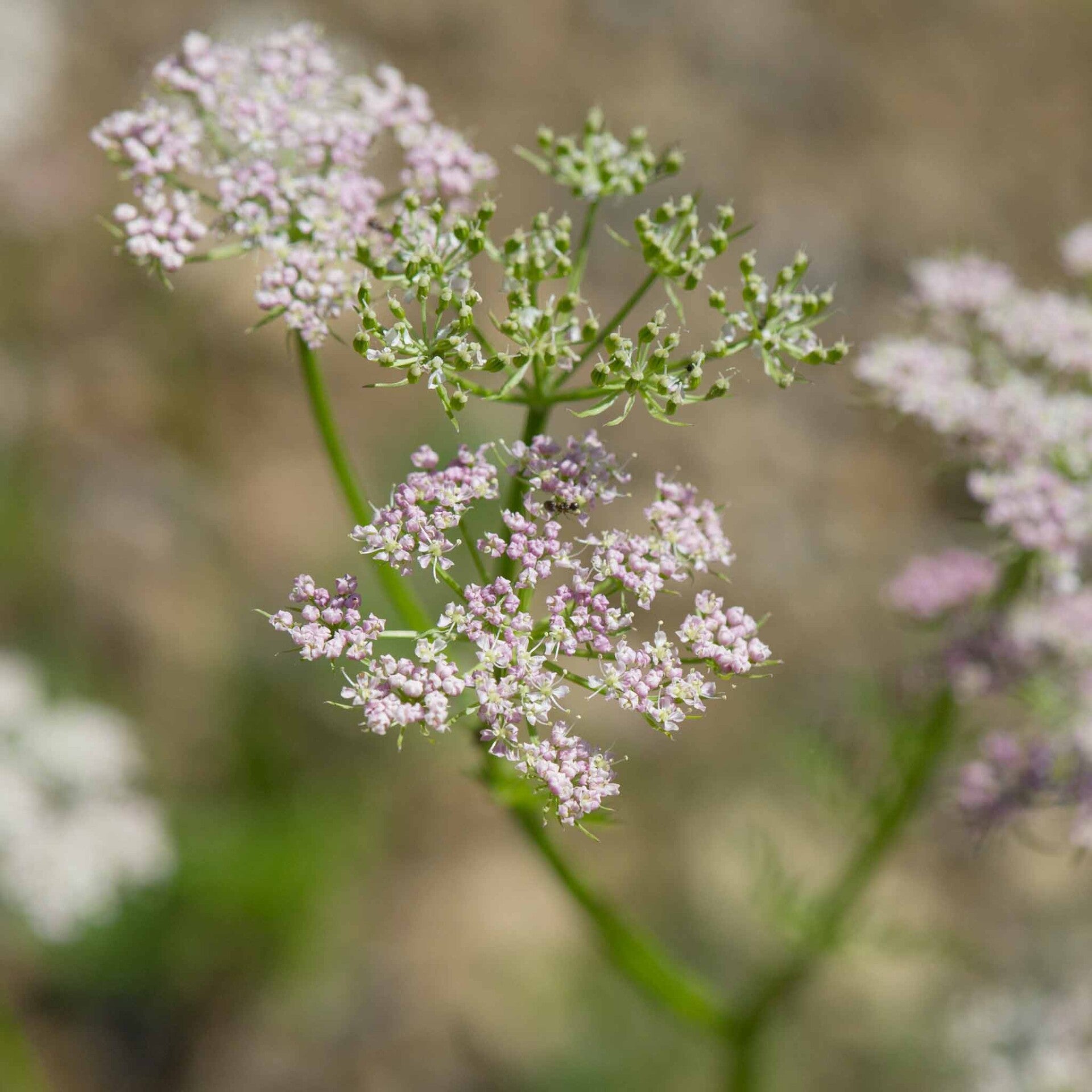 wir flattern auf heimische nachtfalter tagfalter raupen nahrungspflanzen österreich petra urbanek inge biller sabine gasparitz wirflatternauf bugs-team