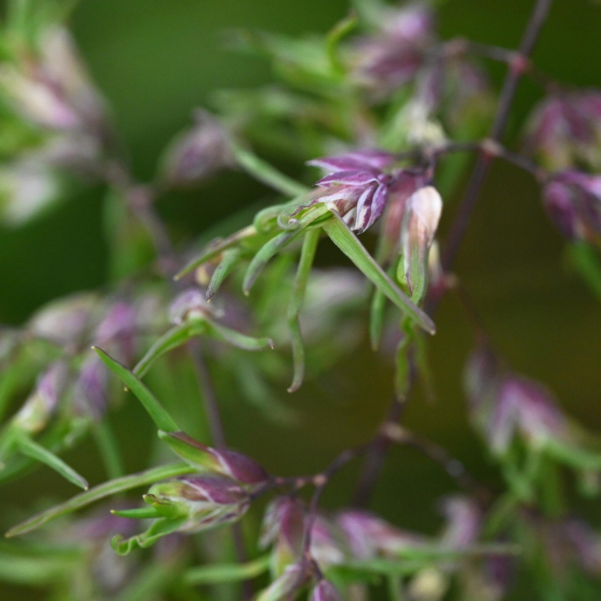 wir flattern auf heimische nachtfalter tagfalter raupen nahrungspflanzen österreich petra urbanek inge biller sabine gasparitz wirflatternauf bugs-team