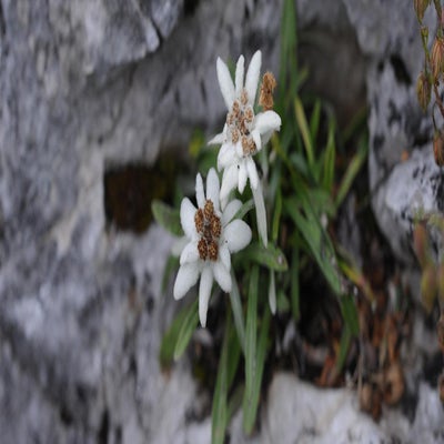 alpengarten10_23-standard.jpg