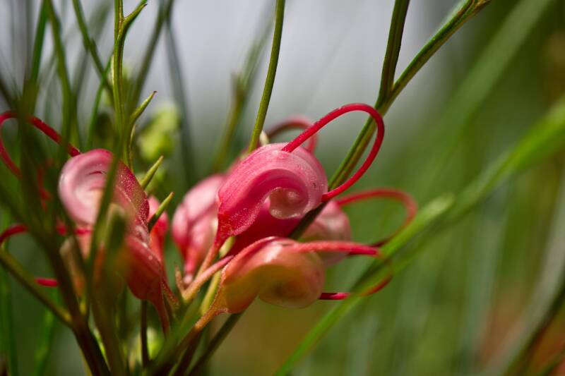 alpengarten1_0089-standard-w2bvzn.jpg