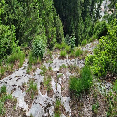alpengarten2_24-standard-oc4nmo.jpg