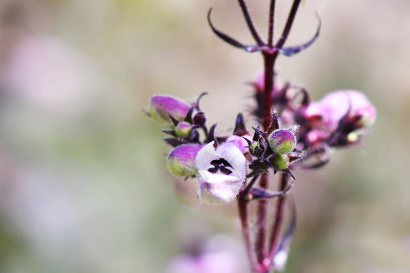 ? / Alpengarten