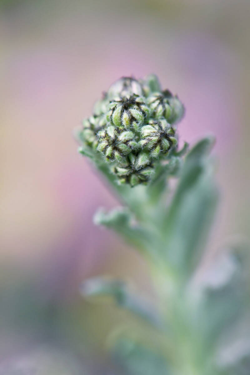? / Alpengarten