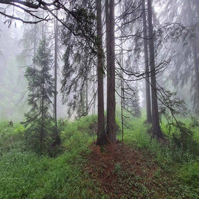 alpengarten8_23-standard.jpg