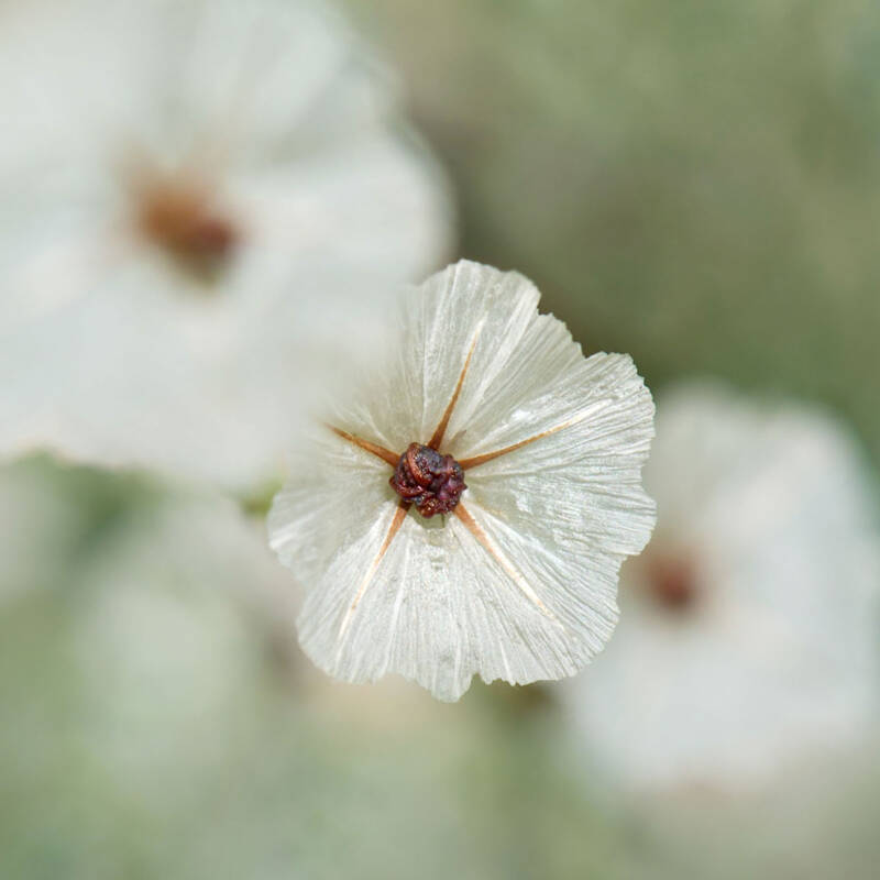 ?? / Alpengarten