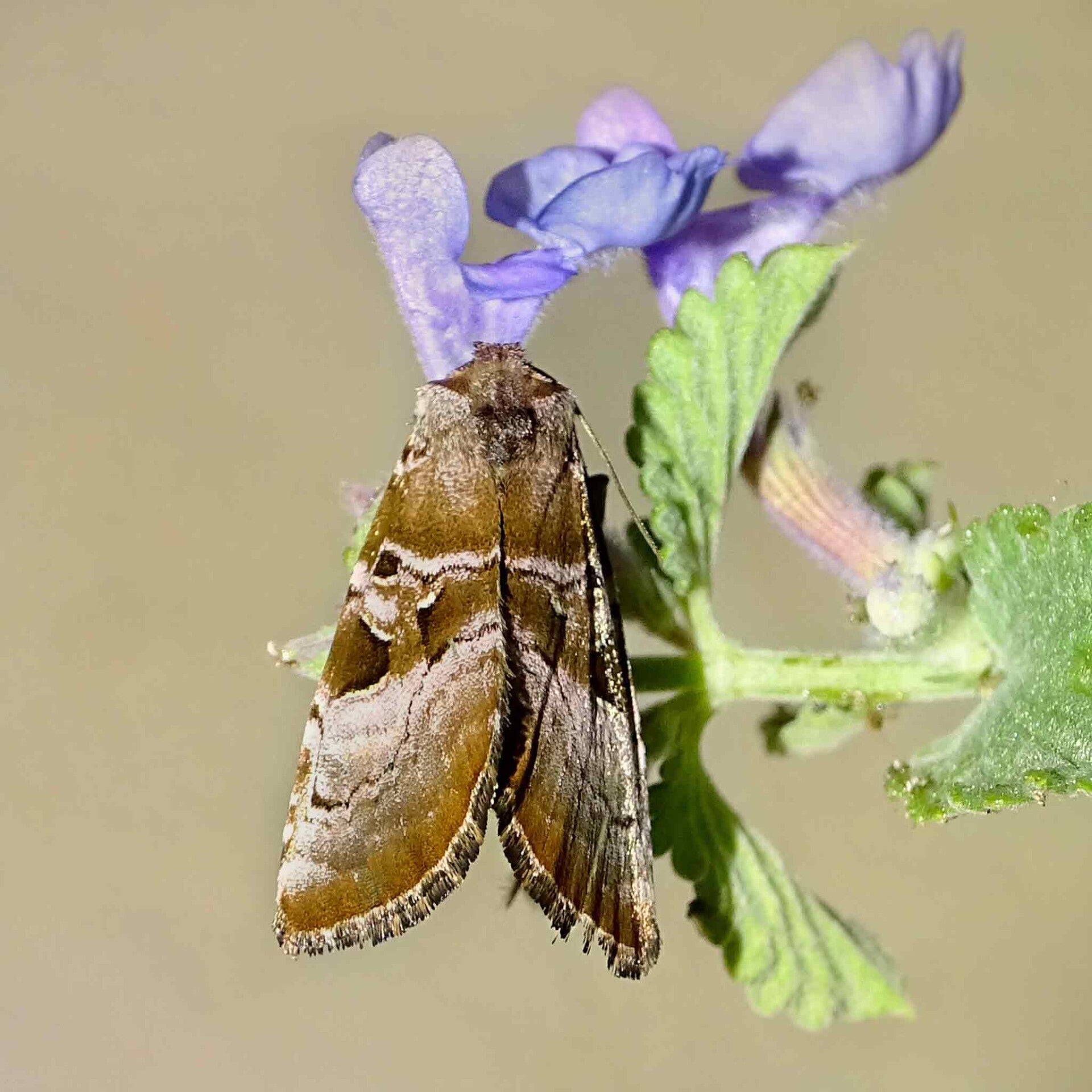 wir flattern auf heimische nachtfalter tagfalter raupen nahrungspflanzen österreich petra urbanek inge biller sabine gasparitz wirflatternauf bugs-team