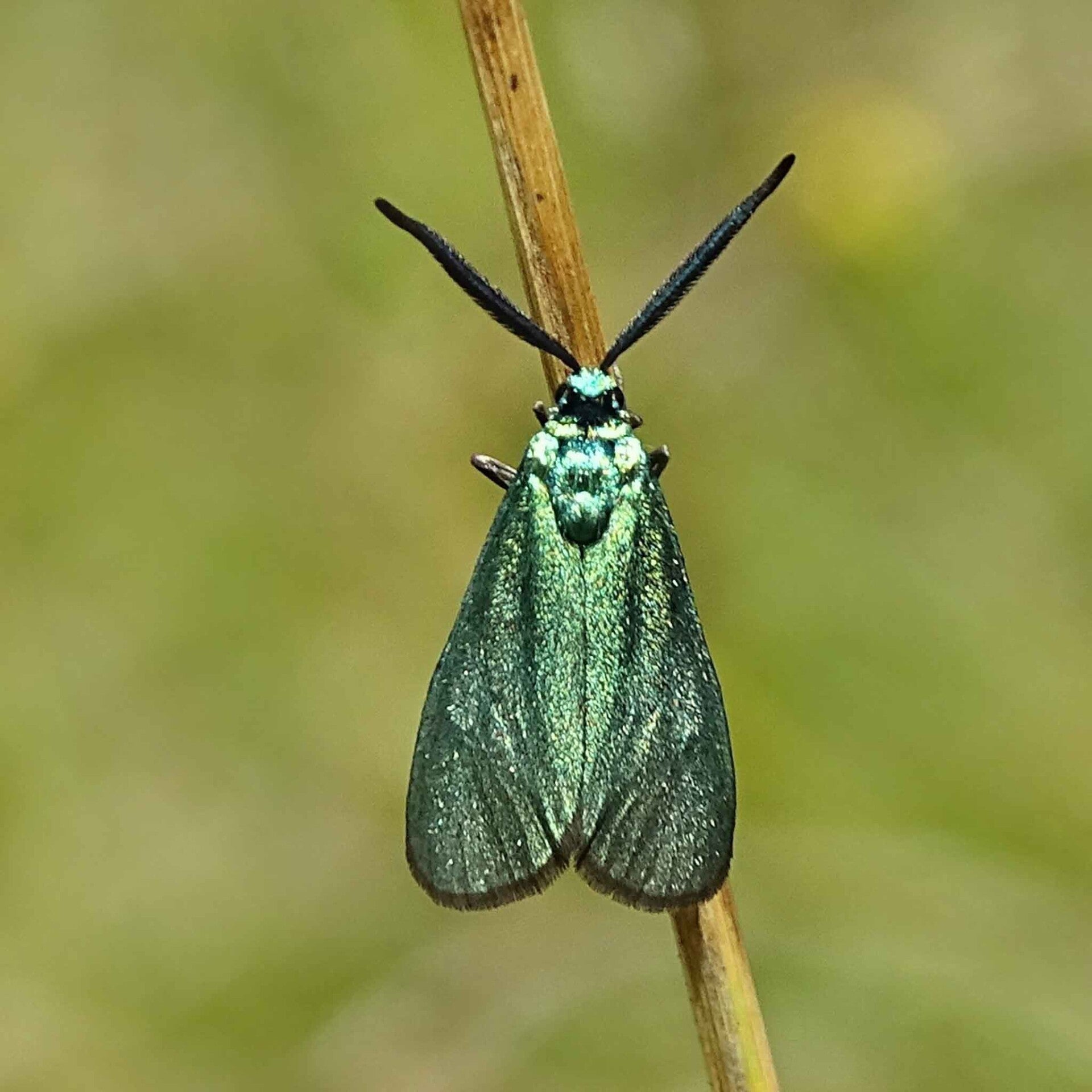 wir flattern auf heimische nachtfalter tagfalter raupen nahrungspflanzen österreich petra urbanek inge biller sabine gasparitz wirflatternauf bugs-team