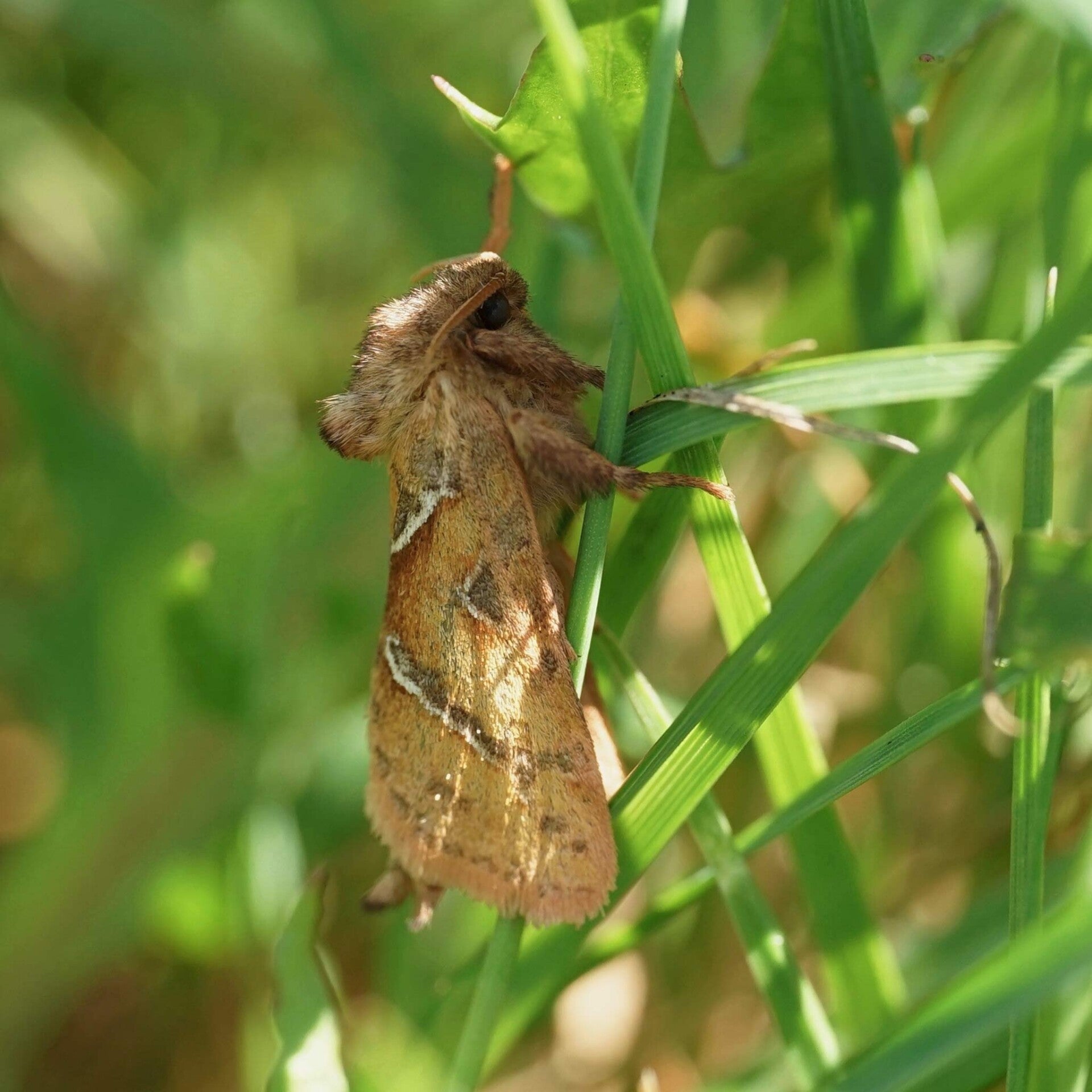 Ampfer-Wurzelbohrer Triodia sylvina wir flattern auf heimische nachtfalter tagfalter raupen nahrungspflanzen österreich petra urbanek inge biller sabine gasparitz wirflatternauf bugs-team