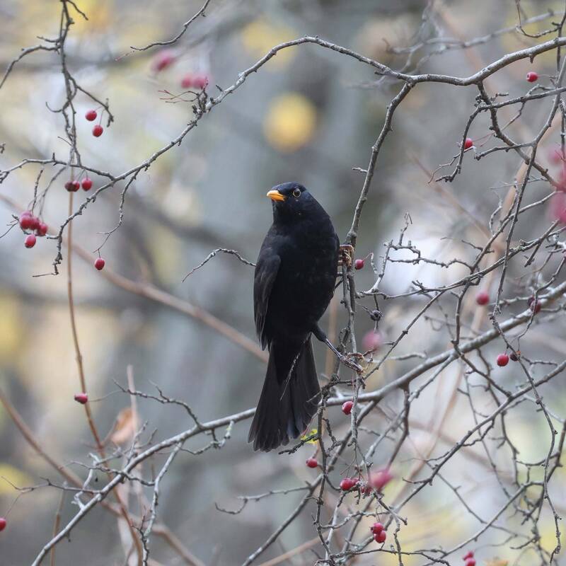Amsel 