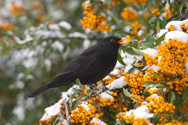 Amsel / Eltern Garten