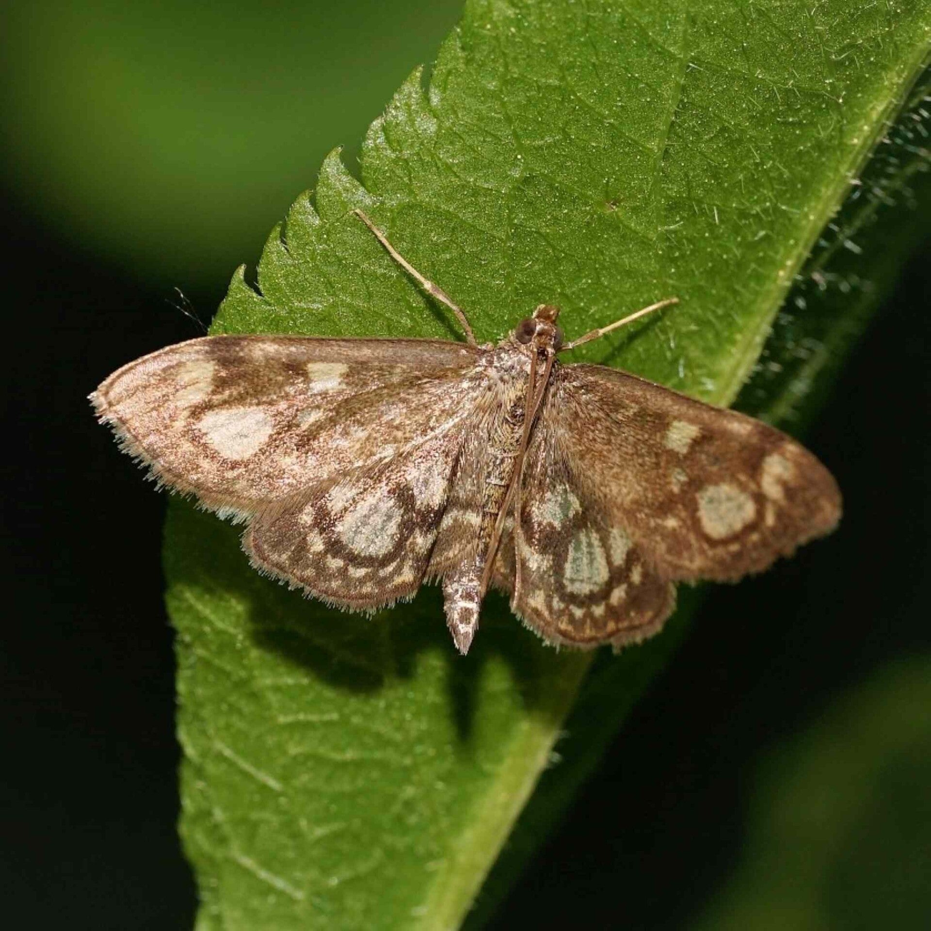 wir flattern auf heimische nachtfalter tagfalter raupen nahrungspflanzen österreich petra urbanek inge biller sabine gasparitz wirflatternauf bugs-team