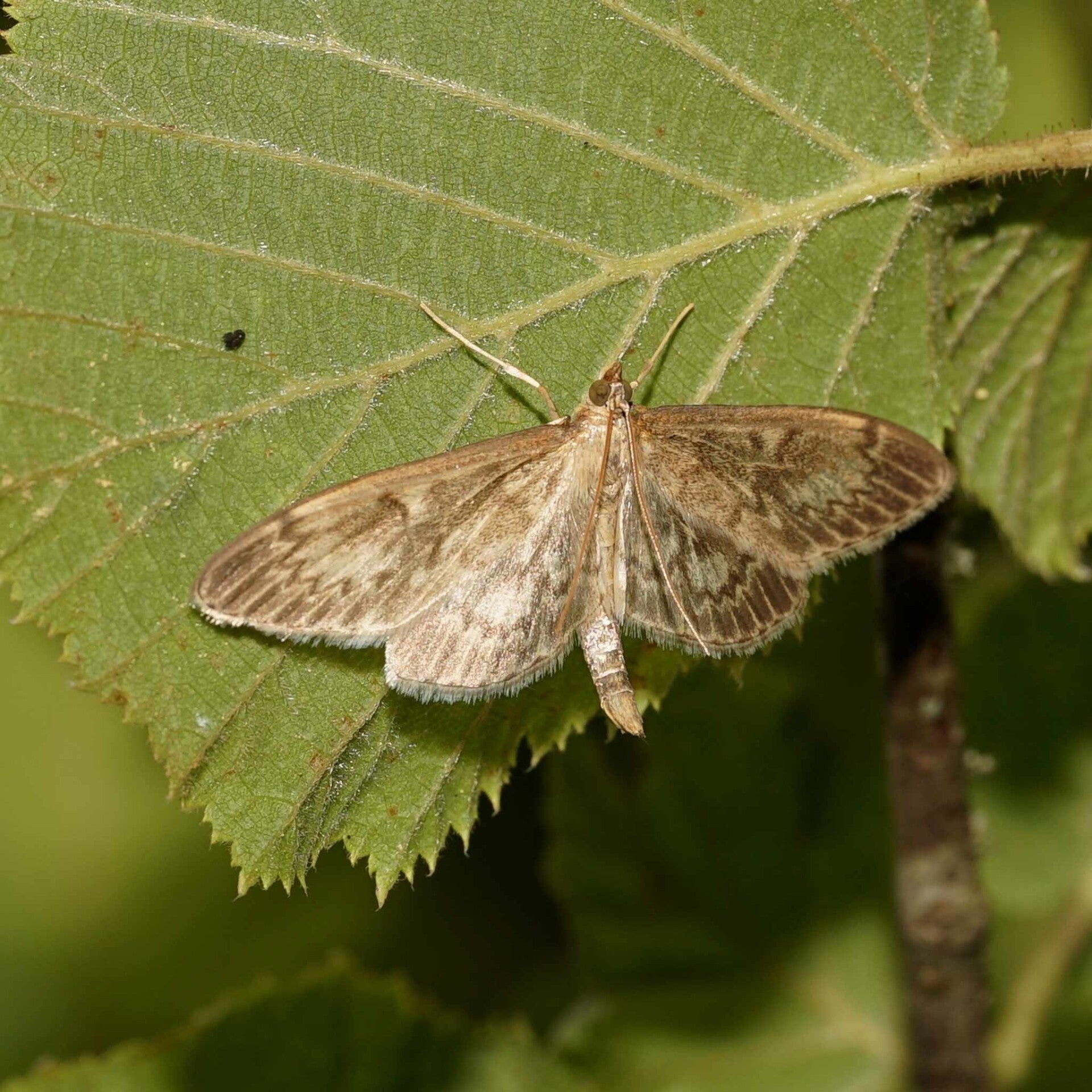 wir flattern auf heimische nachtfalter tagfalter raupen nahrungspflanzen österreich petra urbanek inge biller sabine gasparitz wirflatternauf bugs-team