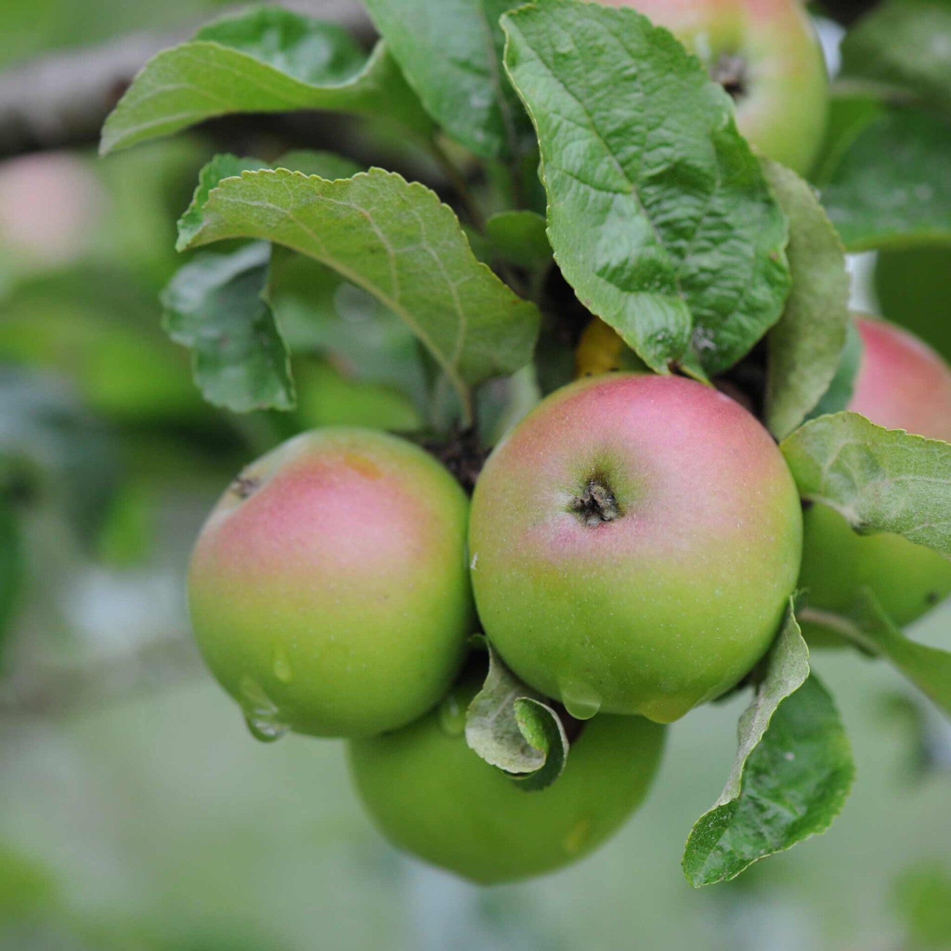 wir flattern auf heimische nachtfalter tagfalter raupen nahrungspflanzen österreich petra urbanek inge biller sabine gasparitz wirflatternauf bugs-team