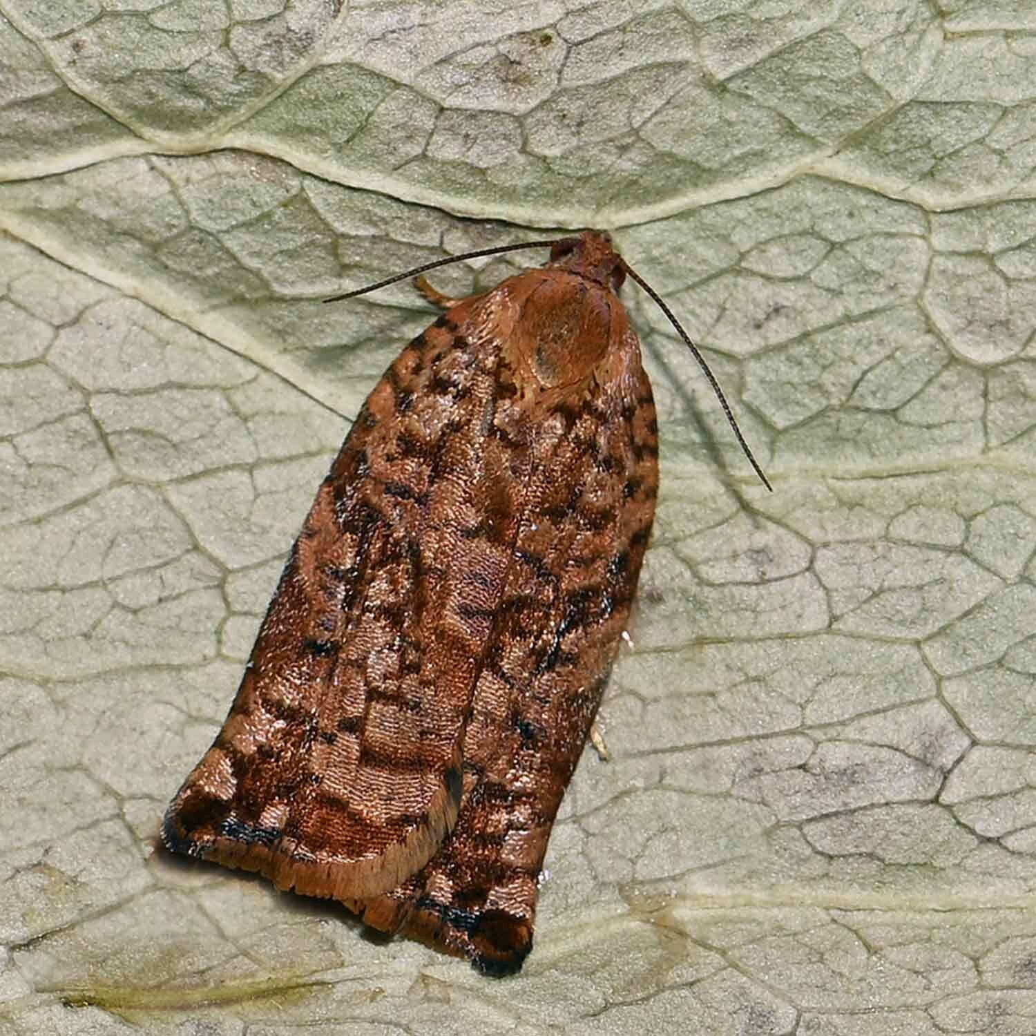 wir flattern auf heimische nachtfalter tagfalter raupen nahrungspflanzen österreich petra urbanek inge biller sabine gasparitz wirflatternauf bugs-team