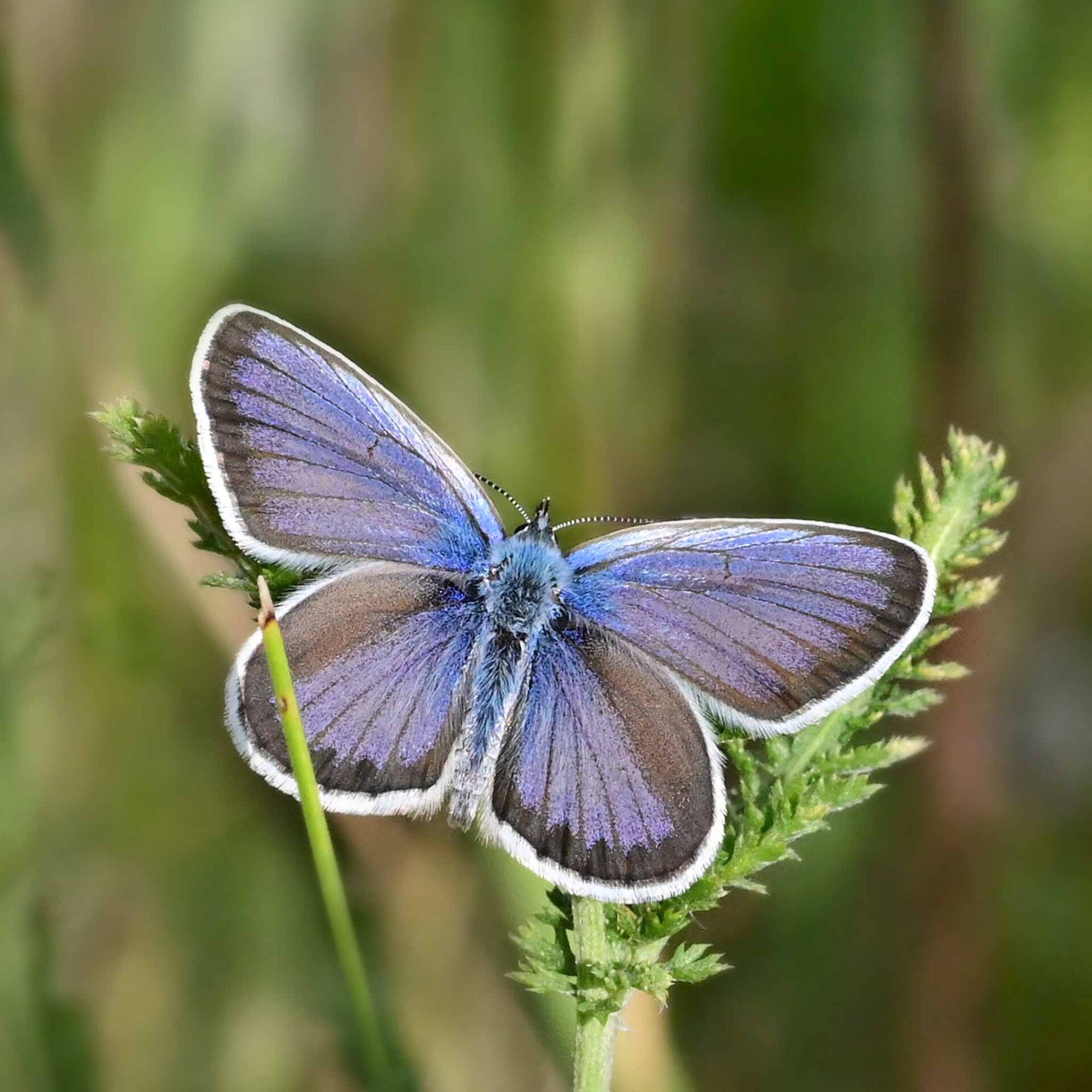 Argus-Bläuling Plebejus argus wir flattern auf heimische nachtfalter tagfalter raupen nahrungspflanzen österreich petra urbanek inge biller sabine gasparitz wirflatternauf bugs-team