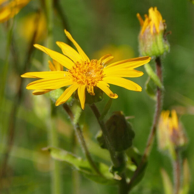 wir flattern auf heimische nachtfalter tagfalter raupen nahrungspflanzen österreich petra urbanek inge biller sabine gasparitz wirflatternauf bugs-team