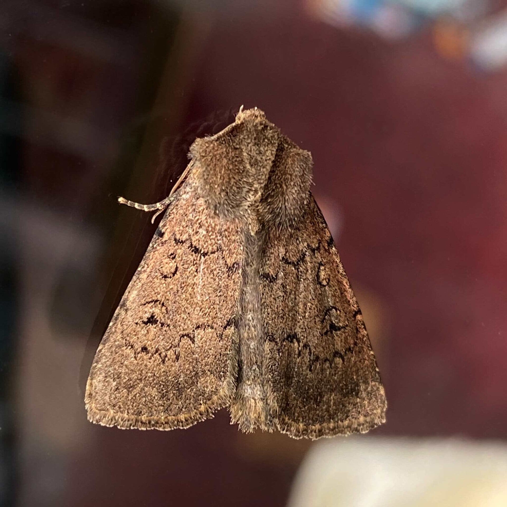 wir flattern auf heimische nachtfalter tagfalter raupen nahrungspflanzen österreich petra urbanek inge biller sabine gasparitz wirflatternauf bugs-team