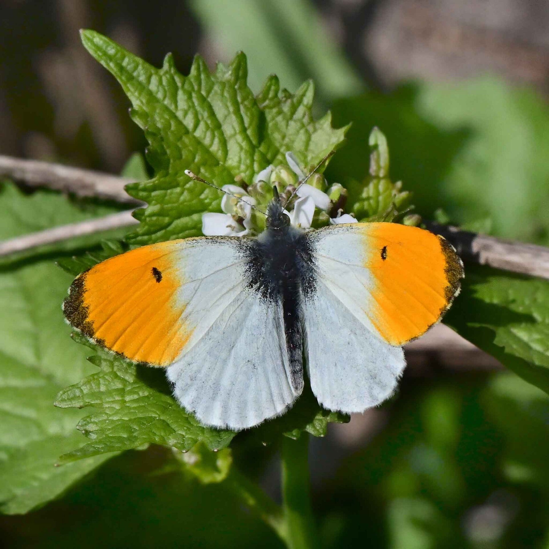 wir flattern auf heimische nachtfalter tagfalter raupen nahrungspflanzen österreich petra urbanek inge biller sabine gasparitz wirflatternauf bugs-team