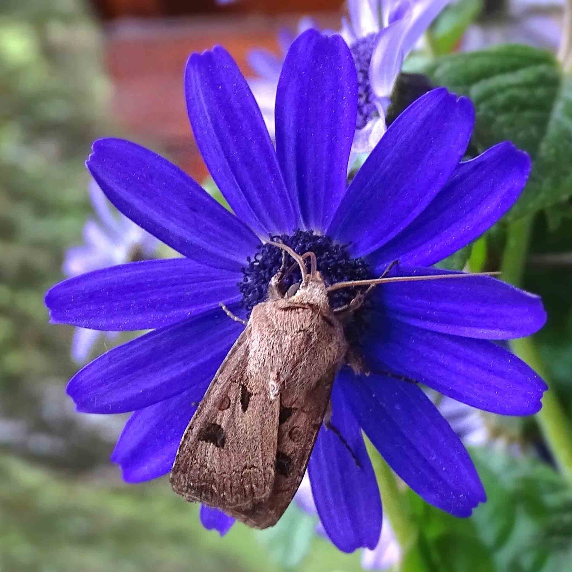 wir flattern auf heimische nachtfalter tagfalter raupen nahrungspflanzen österreich petra urbanek inge biller sabine gasparitz wirflatternauf bugs-team