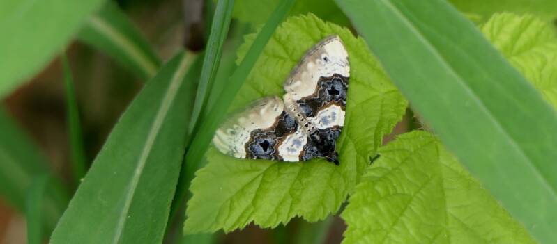 Schwarzaugen-Bindenspanner