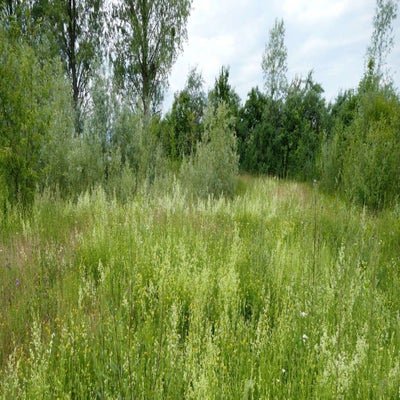 auwald-wiese-bregenz-labkraut1_inge-standard-rds20b.jpg